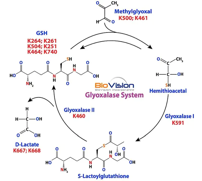 GLyOxalase : 乙二醛酶