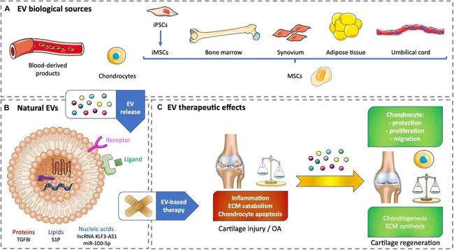 Cartilage-Derived Morphogenetic Protein : 软骨源性形态发生蛋白