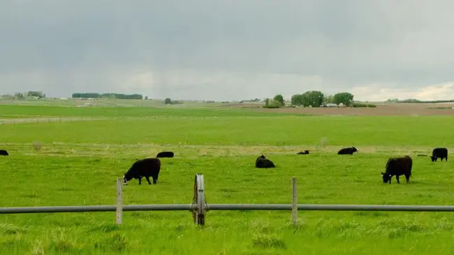 Alberta Agricultural Research Institute : 阿尔伯塔农业研究所