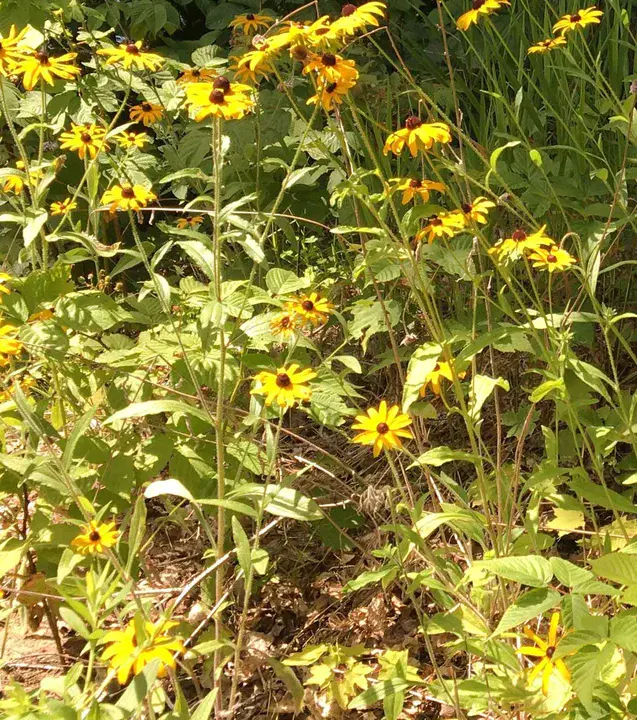 Black Eyed Susan : 黑眼苏珊