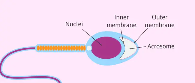 Acrosomal Process : 顶体过程