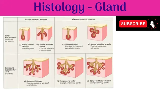 Glandular Developmental Arrest : 腺发育停滞