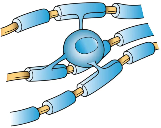 Myelin Oligodendrocytic Basic Protein : 髓鞘少突细胞碱性蛋白