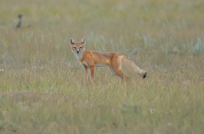 American Wildlife Conservation Partners : 美国野生动物保护合作伙伴