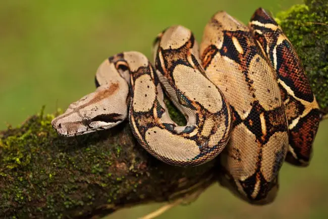 Boa Constrictor Amarali : 蟒蛇阿玛拉利