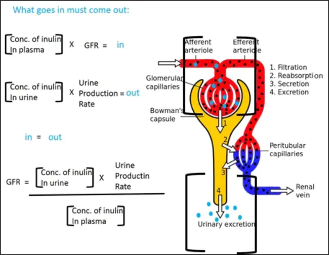 Plasma Colloid Osmotic Pressure : 血浆胶体渗透压