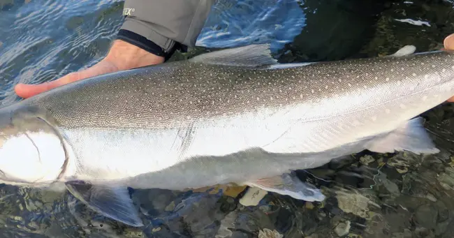 Wild Fishes Biodiversity Foundation : 野生鱼类生物多样性基金会