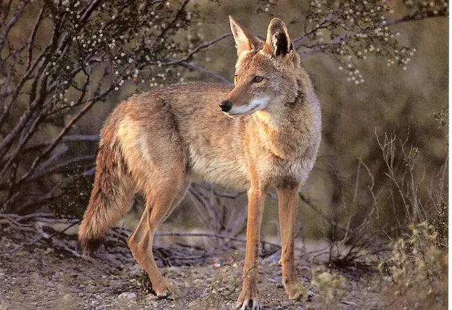 Coyote Warp Fault Zone : 郊狼弯曲断裂带