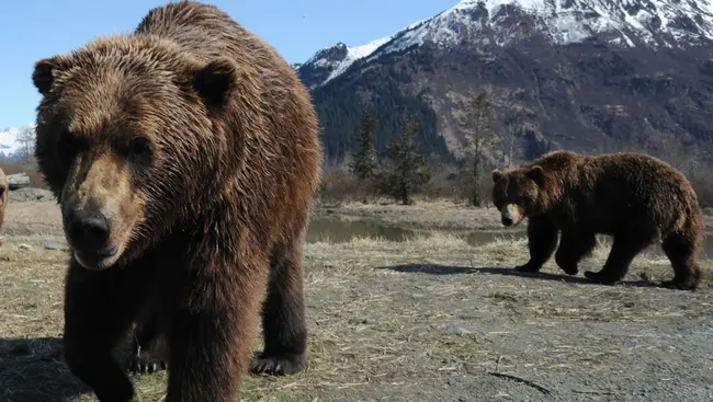 Alaskan National Wildlife Reserve : 阿拉斯加国家野生动物保护区