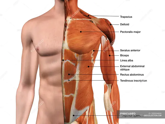 Anterior Cruciate Ligament Transection : 前交叉韧带横断