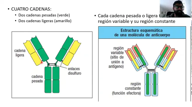 Anticuerpos Anti Murinos Humanos : 人抗鼠抗体