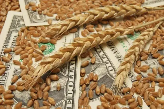 Wheat Corn Millet Fallow : 小麦-谷子休耕