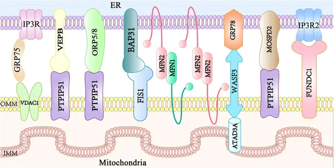 Mitochondrial Transitory Permeability Pore : 线粒体通透性孔