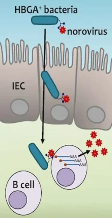 Ocular Cell And Molecular Biology : 眼细胞与分子生物学