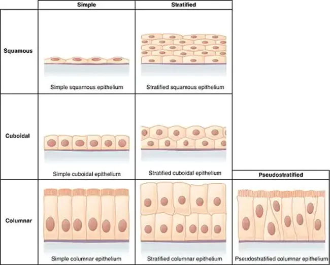 Epithelial Mesenchymal Trophic Unit : 上皮间质营养单位