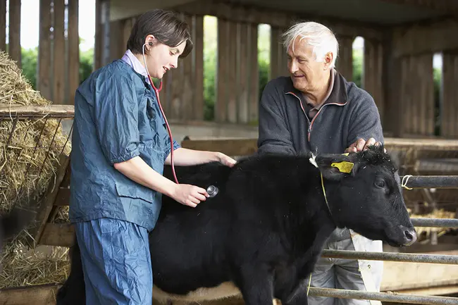 Food Veterinary And Environmental Agency : 食品兽医和环境局