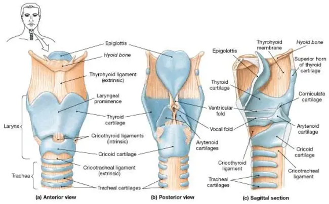 Boney Neighbourhood Larynx : 骨骼邻里喉