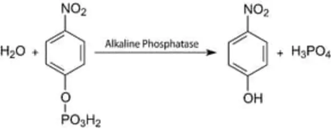 P-NitroPhenyl Butryate : 对硝基苯基丁酸盐