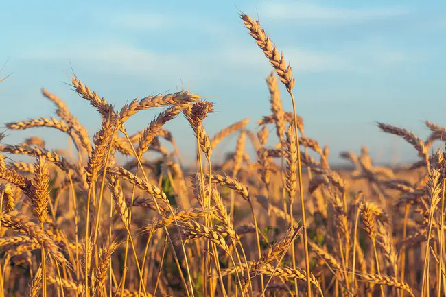 Wheat Genetic Improvement Network : 小麦遗传改良网络