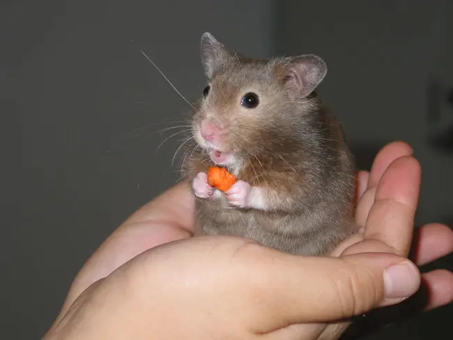 Hamster Embryo Culture Medium : 仓鼠胚胎培养基