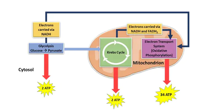 Nucleic Acid Chemical Biology : 核酸化学生物学