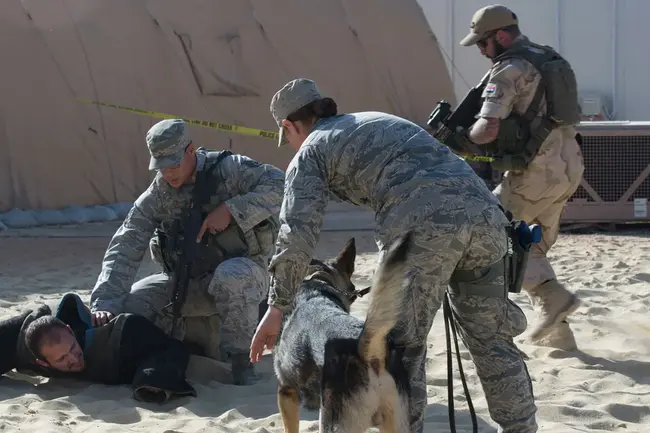 Military Working Dog Team : 军工犬队