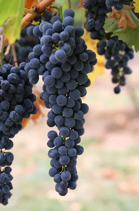Winegrape Growers Council Of Australia : 澳大利亚酿酒葡萄种植者委员会