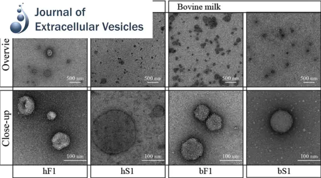 Bovine Oviduct Epithelial Cell : 牛输卵管上皮细胞