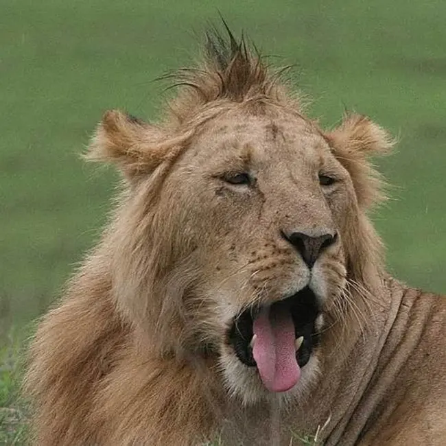 Good Hair Day : 好发日