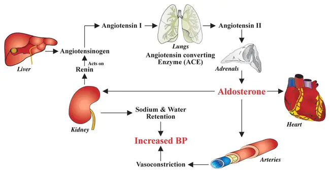 Renin-Angiotensin-Aldosterone System : 肾素-血管紧张素-醛固酮系统