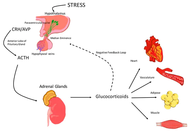 Hypothalamic-Pituitary-Adrenal Axis : 下丘脑-垂体-肾上腺轴