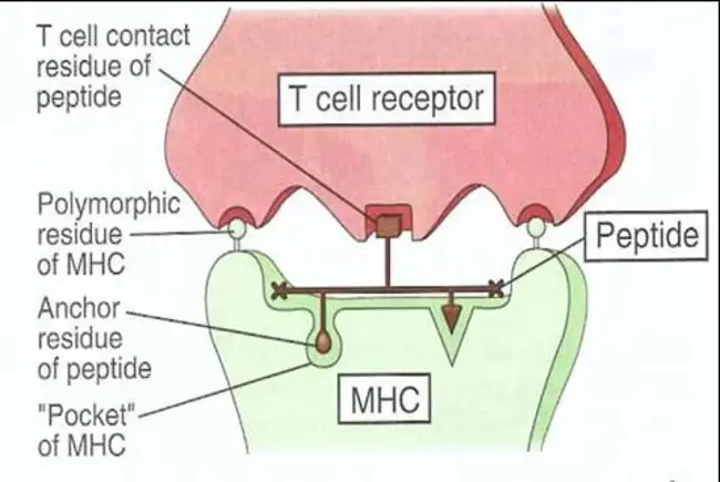 Peripheral Stem Cell Transplantation : 外周血干细胞移植