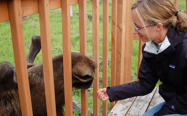 Alaska Wildlife Conservation Center : 阿拉斯加野生动物保护中心