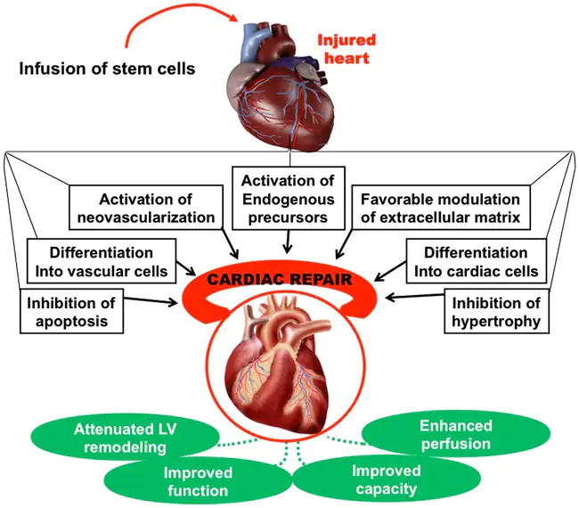 Endothelial-cell-Stimulating Angiogenesis Factor : 内皮细胞刺激血管生成因子