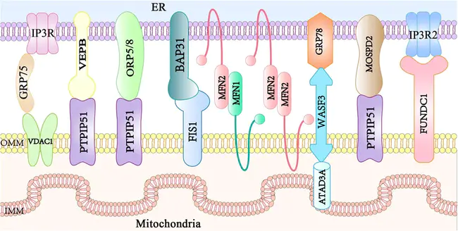 Mitochondrial RNA Process : 线粒体RNA过程