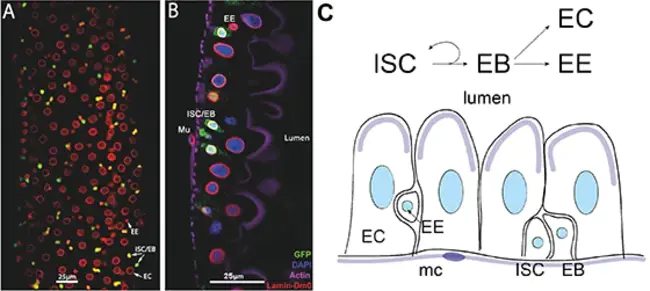 Gut-associated Lymphoid Tissue Cells : 肠相关淋巴组织细胞