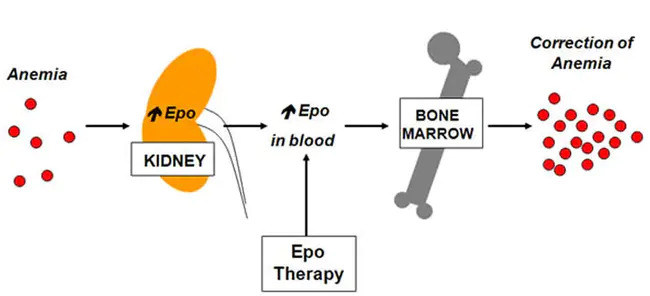 ErythroPOietin : 促红细胞生成素