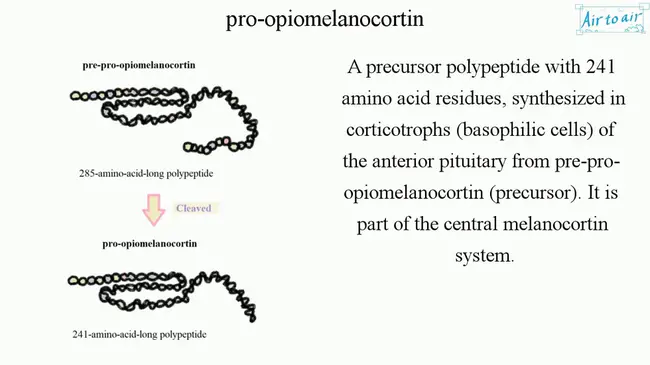 Pro-OpioMelanoCortin : 鸦片原黑皮质素