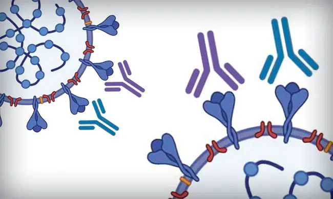 Antibody Dependent Cell-mediated Cytotoxicity : 抗体依赖性细胞介导的细胞毒性