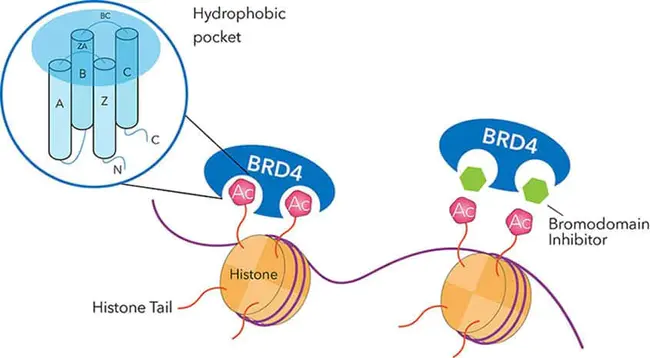 BRomoDomain-containing Protein 1 : 含溴域蛋白1