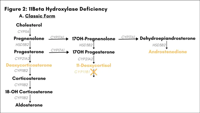 Non-classical Congenital Adrenal Hyperplasia : 非经典先天性肾上腺增生