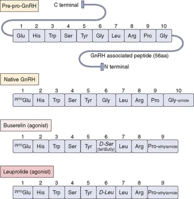 Gonadotrophin Releasing Hormone : 促性腺激素释放激素