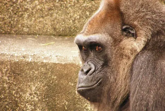 Asian Gorillas Environnment : 亚洲大猩猩环境