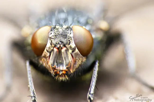 Flies On X-rays : X射线蝇