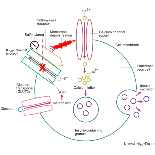 Sulfonylurea Receptor : 磺酰脲受体