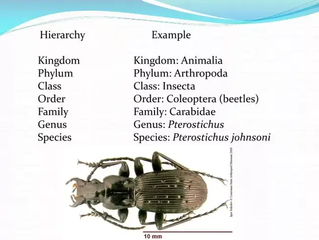 Phylum-Class-Order-Family-Genera-Species : 门类目科属种