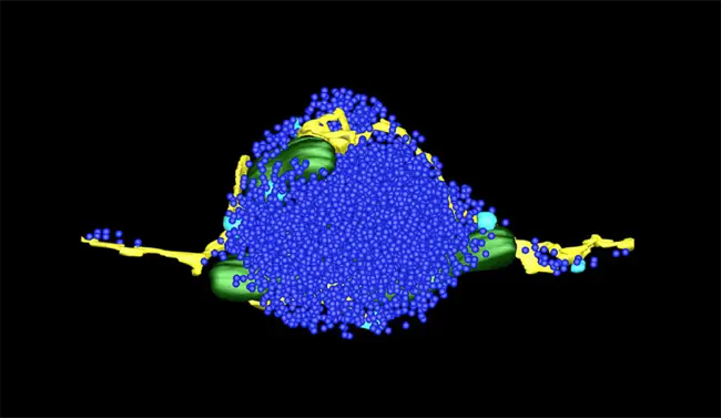 Synaptic-Like Micro-Vesicle : 突触样微泡