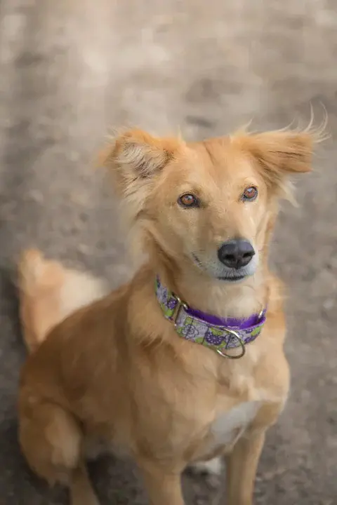 Micmac Teaching For Dogs : 麦克狗教学法