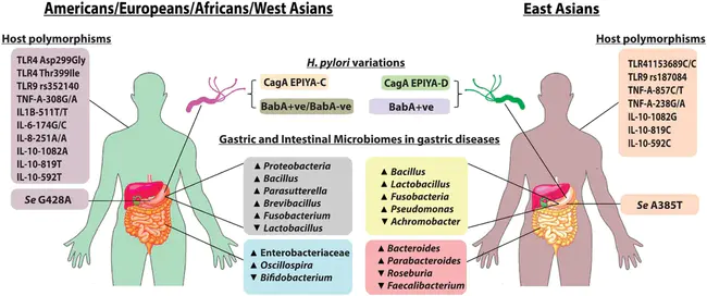 Gastric Campylobacter-Like Organism : 胃弯曲杆菌样生物