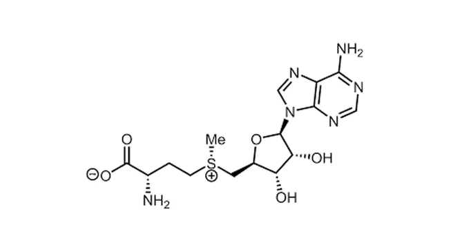 S-AdenosylMethioninE : S-腺苷蛋氨酸